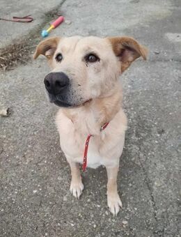 Gabriel sucht sein Zuhause - Wallerfangen