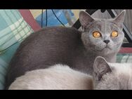 BKH Blue Point Katze - Zierenberg Zentrum