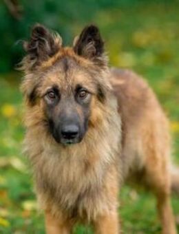 Hans❤️sucht Pflege- oder Endstelle - Rott (Inn)