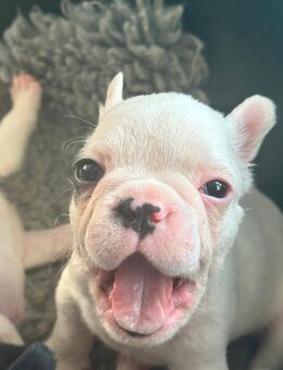 7 Zwerge - französische Bulldoggen - suchen ab Mitte / Ende Oktober Kuschelplätze auf Lebenszeit ! - Dornburg