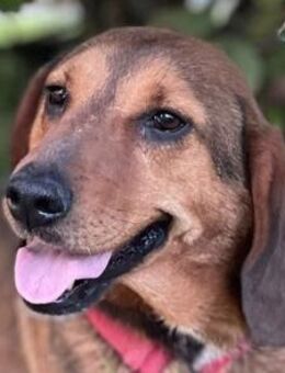 Mama Reina: pures Fellherz aus Liebe - Hamburg