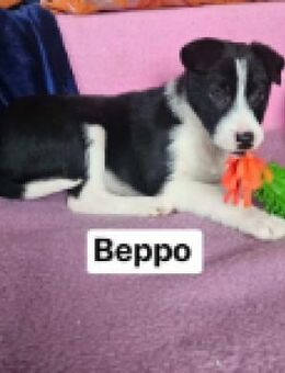 Beppo+Mori auf Parkplatz ausgesetzt - Berlin