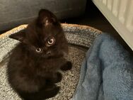 Katzenbabys suchen zuhause - Frankenthal (Pfalz)