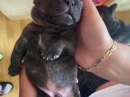 Französische Bulldoggen Welpen - Nottuln