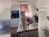 Maine coon Katze - Sehnde