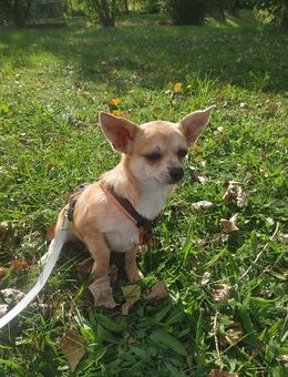 Kleinbleinende Chihuahua Dackel Mischling in Red Merle - Freyburg (Unstrut)