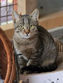 🐾 Kleiner Caramelo sucht Geborgenheit - Freilassing