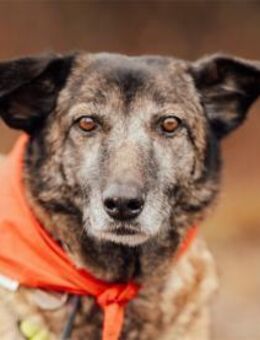 Camina - wartet in 91489 Wilhelmsdorf - Oberwies