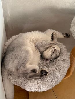 Britisch Kurzhaar Kater - Goch