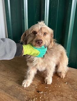 Bimbo - liebevoller Rüde - Schlitz