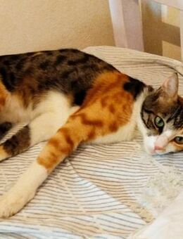 Carmela aus dem Tierschutz - Grevenbroich