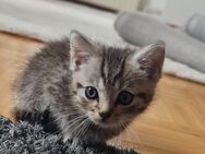 Kitten / Kätzchen abzugeben - Aßlar