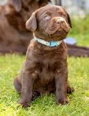 Schokoladenbraune Labrador-Welpen (noch 2 frei) suchen liebevolle Familien in 09376