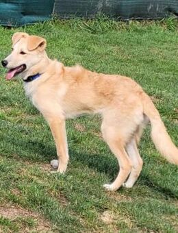 LANA eine bezaubernde junge Dame - Oberhausen (Rheinland-Pfalz)