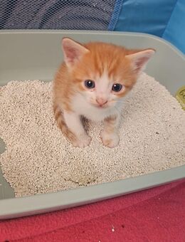 Baby kitten abzugeben - Cremlingen