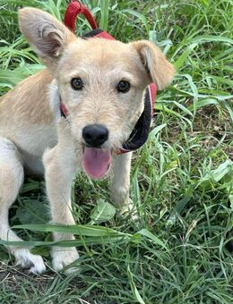 Lucas kleiner Wirbelwind auf 4 Pfoten - Berlin