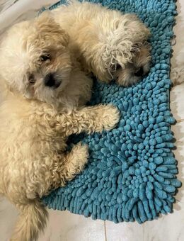 Malteser-Bichon Welpen (3x Weibchen) - Bad Driburg