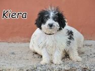 Wer verliebt sich in Kiera??? - Essingen (Rheinland-Pfalz)