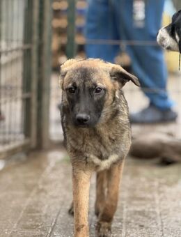 Amira tolle kleine Hündin - Siggelkow