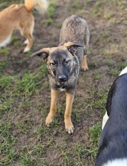 Wunderschöne Lotta - Siggelkow