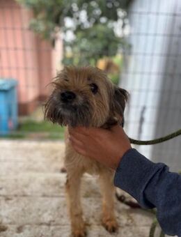 Berit, kleine Yorkie Mix Hündin - Remagen
