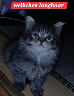 Noch 2 xxl maine coon mix kitten Colorpoint Shorthair - Bad Kissingen