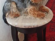 Süßer Biewer Yorkshire Terrier Rüde (kastriert) sucht neues Zuhause - Piding