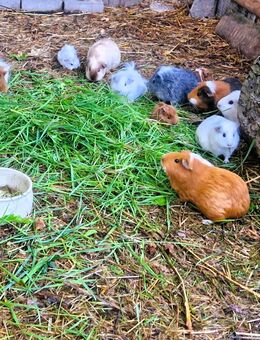 Meerschweinchen Jungtiere abzugeben - Chemnitz