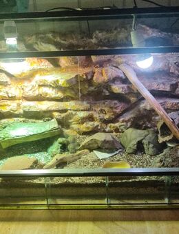 Komplettes Leopardgecko-Set – 3 Tiere + großes Terrarium“ - Alsfeld