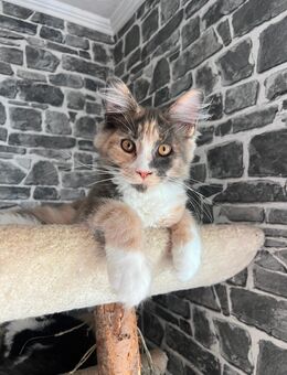 Maine Coon m.Papieren ab sofort - Kerpen (Kolpingstadt) Zentrum