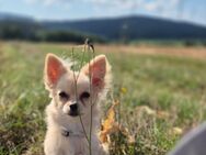 Chihuahua Hündin 8 Monate sucht neues Zuhause - Speichersdorf