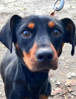 Nara - freundlich & verschmust - Lohmar