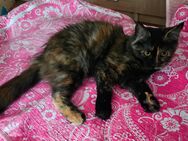 4 lebhafter Maine Coon Mädchen - Rüsselsheim