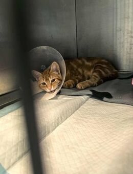 Pinko mit gebrochenem Kiefer gerettet - Augsburg