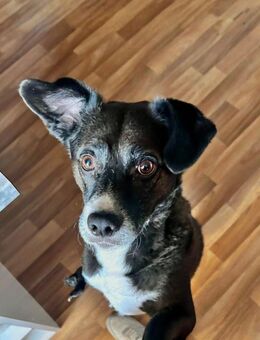 Cooler Partner in Crime- Cosmo - Ellerbek