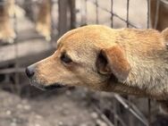 Winnie, die süsse, kleine Füchsin 🐾 - Elsdorf (Nordrhein-Westfalen)