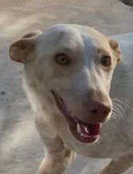 Romu möchte das Tierheim verlassen - Niedereschach