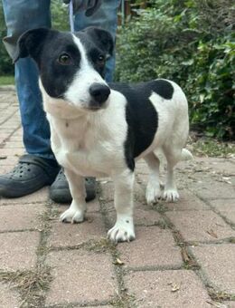 Alma wünscht sich ein Körbchen - Nordwalde