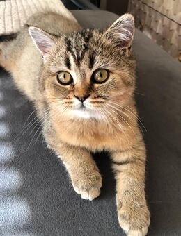 Britischer Kurzhaar Kater - Duisburg