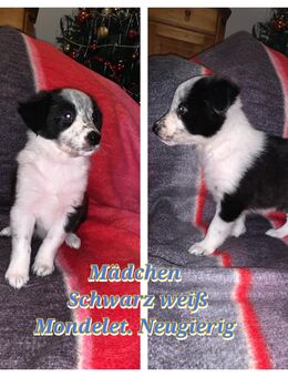 Border - Collie Welpen - Delve