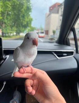 Zahmer mönchensittich Albino - Köln