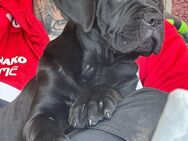 Cane corso Welpe aus offizieller Zucht mit VDH Papieren - Bönen