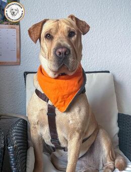 Shar Pei Hündin Eliza aus Bochum - Velbert