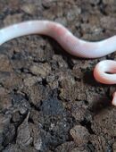 Avalanche Motley Pied, Snow Motley, Ghost Tessera Motley in 58332