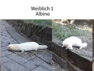 Frettchen Welpen - Rieste