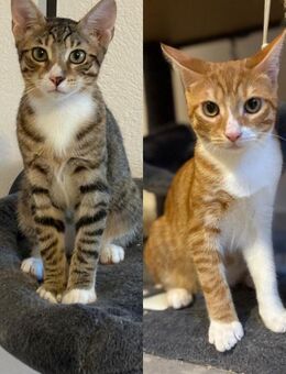 Max und Leo aus dem Tierschutz - Grevenbroich