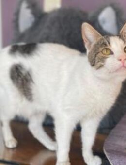 Seniorin Pepita - Ellerbek