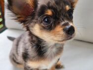 Chihuahua Welpen, langhaarig ab Ende Juni - Hannover Vahrenwald-List