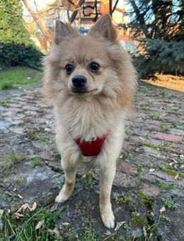 🐾 Percy 9 Monate Kleinspitz - Kassel