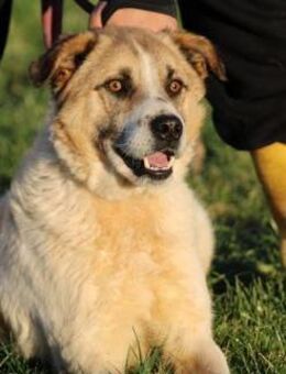 Grisu - wunderbarer Familienhund - Lohra